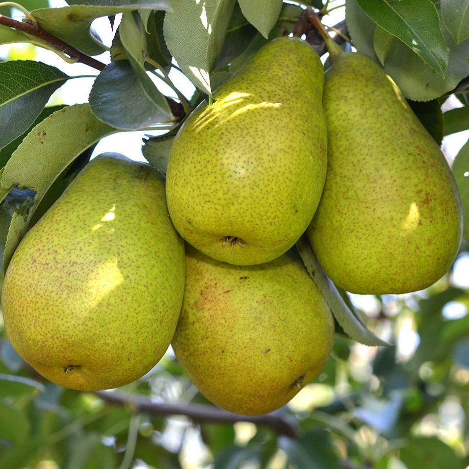 Pomi Fructiferi - Par Untoasa Hardy - Anul 3 - 1 buc - Regatul Plantelor