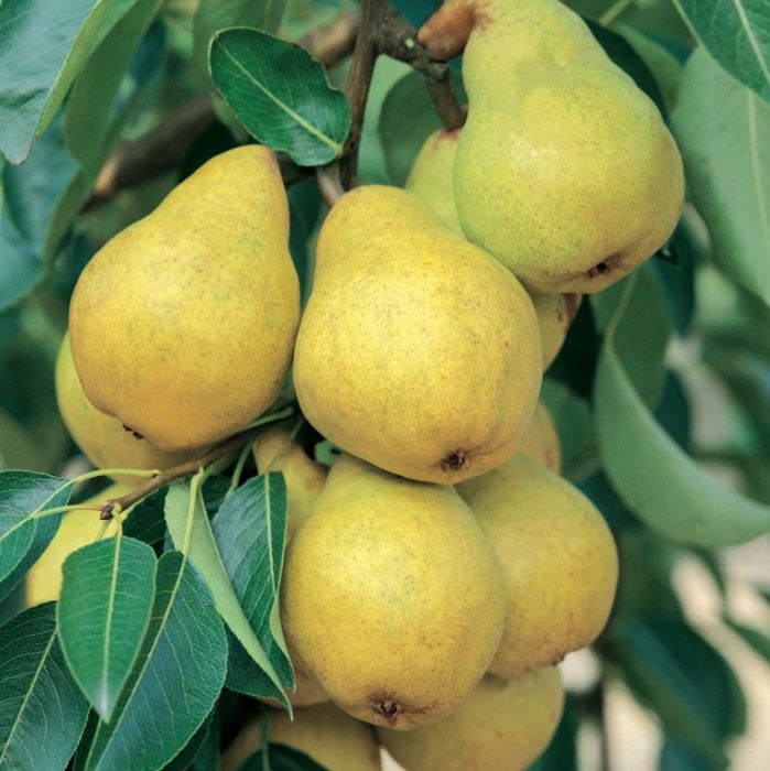 Pomi Fructiferi - Par Williams - Alb - Anul 3 - 1 buc - Regatul Plantelor