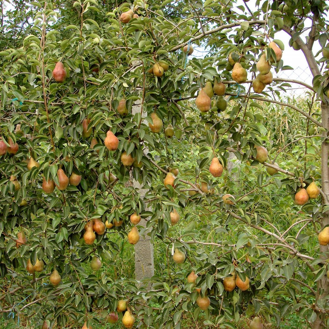 Pomi Fructiferi - Par Williams - Rosu - Anul 3 - 1 buc - Regatul Plantelor