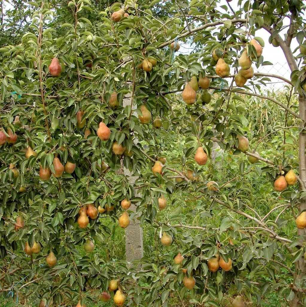 Păr "Williams Roșu"