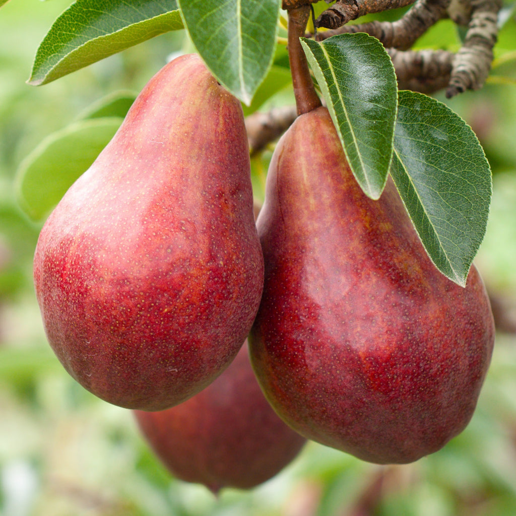 Pomi Fructiferi - Par Williams - Rosu - Anul 3 - 1 buc - Regatul Plantelor