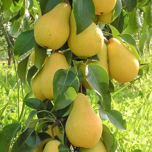 Pomi Fructiferi - Par de Vara Columnar - 1 buc - Ghiveci - Regatul Plantelor