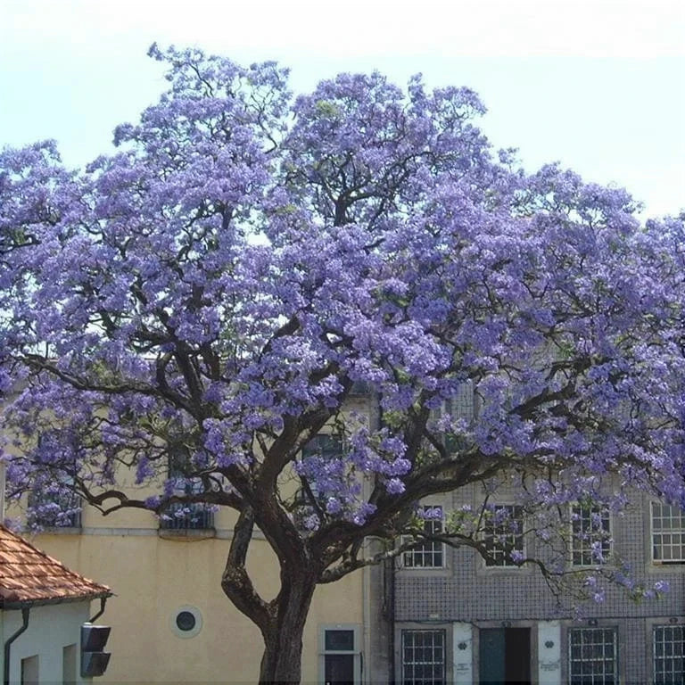 Arbusti / Pomi Fructiferi