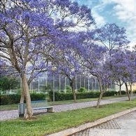Paulownia Pom,1 Bucata