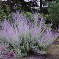 Salvie Ruseasca "Little Spire"
