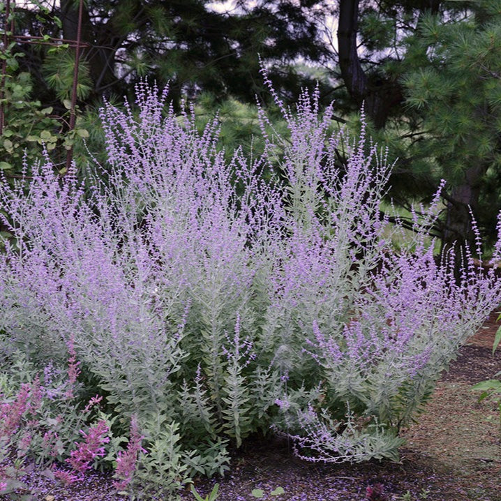 Salvie Ruseasca "Little Spire"