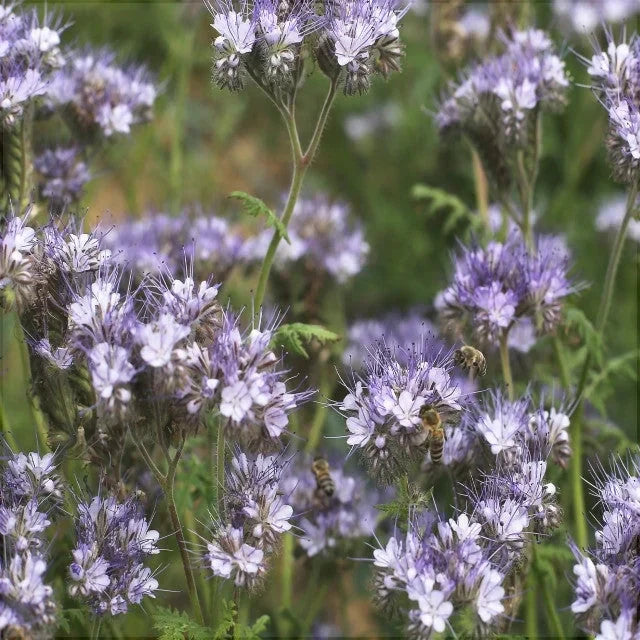 Semințe de Phacelia Planta Mierii