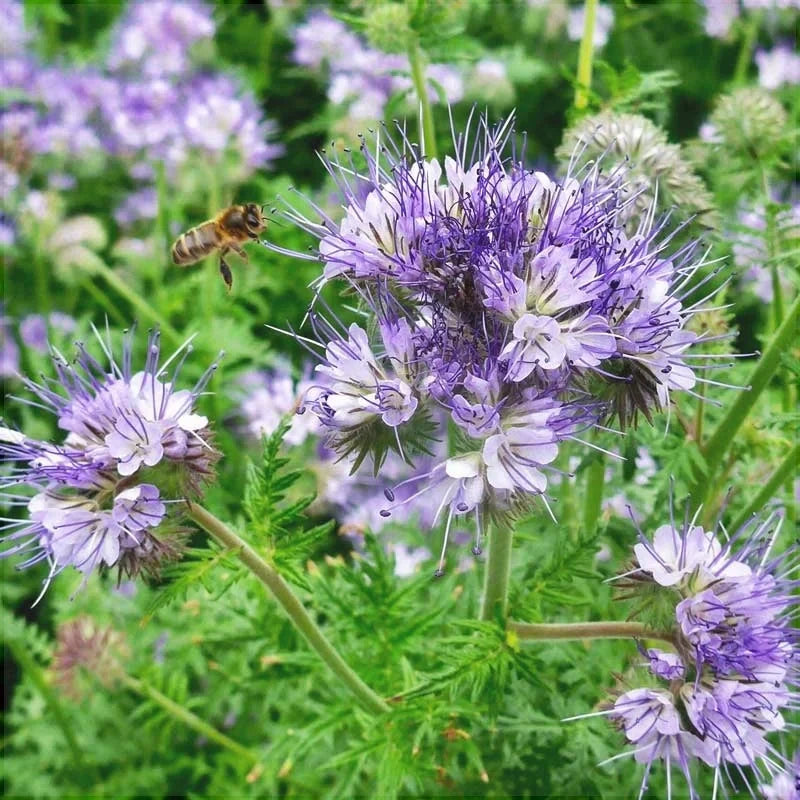 Semințe de Phacelia Planta Mierii