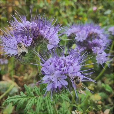 Semințe de Phacelia Planta Mierii – semințe | Regatul Plantelor