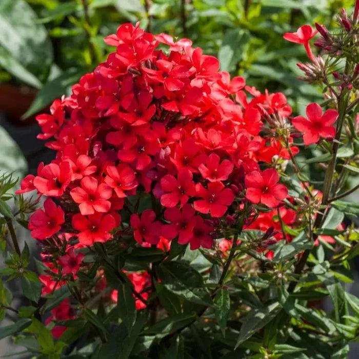 Bulbi de Phlox "Paniculata", Rosu, 2 Bucăți