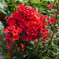 Bulbi de Phlox "Paniculata", Rosu, 2 Bucăți