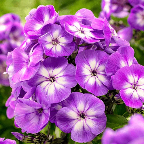 Bulbi de Phlox "Laura I" (Brumarele), 2 Bucăți