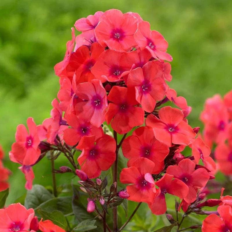 Bulbi de Phlox "Orange Perfection" (Brumarele), 2 Bucăți