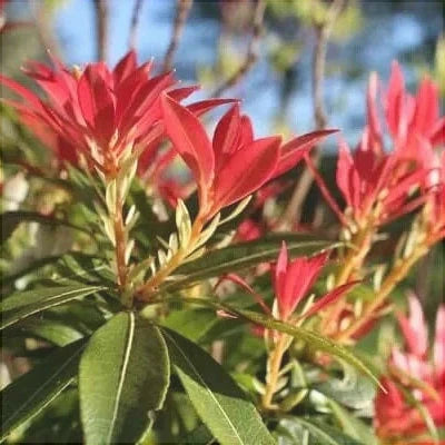Pieris Japonica la Ghiveci de 3 litri, 1 Bucata