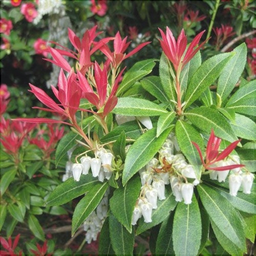 Pieris Japonica la Ghiveci de 3 litri, 1 Bucata