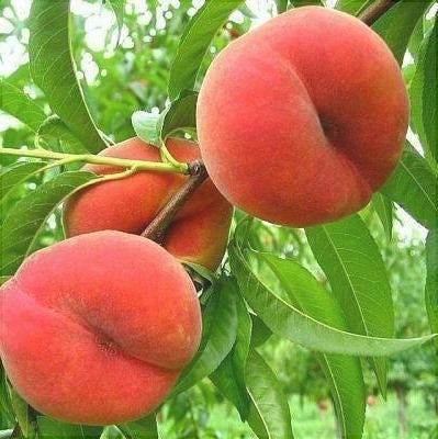 Pomi Fructiferi - Piersic Alex - Anul 3 - 1 buc - Regatul Plantelor