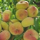 Pomi Fructiferi - Piersic Alex - Anul 3 - 1 buc - Regatul Plantelor