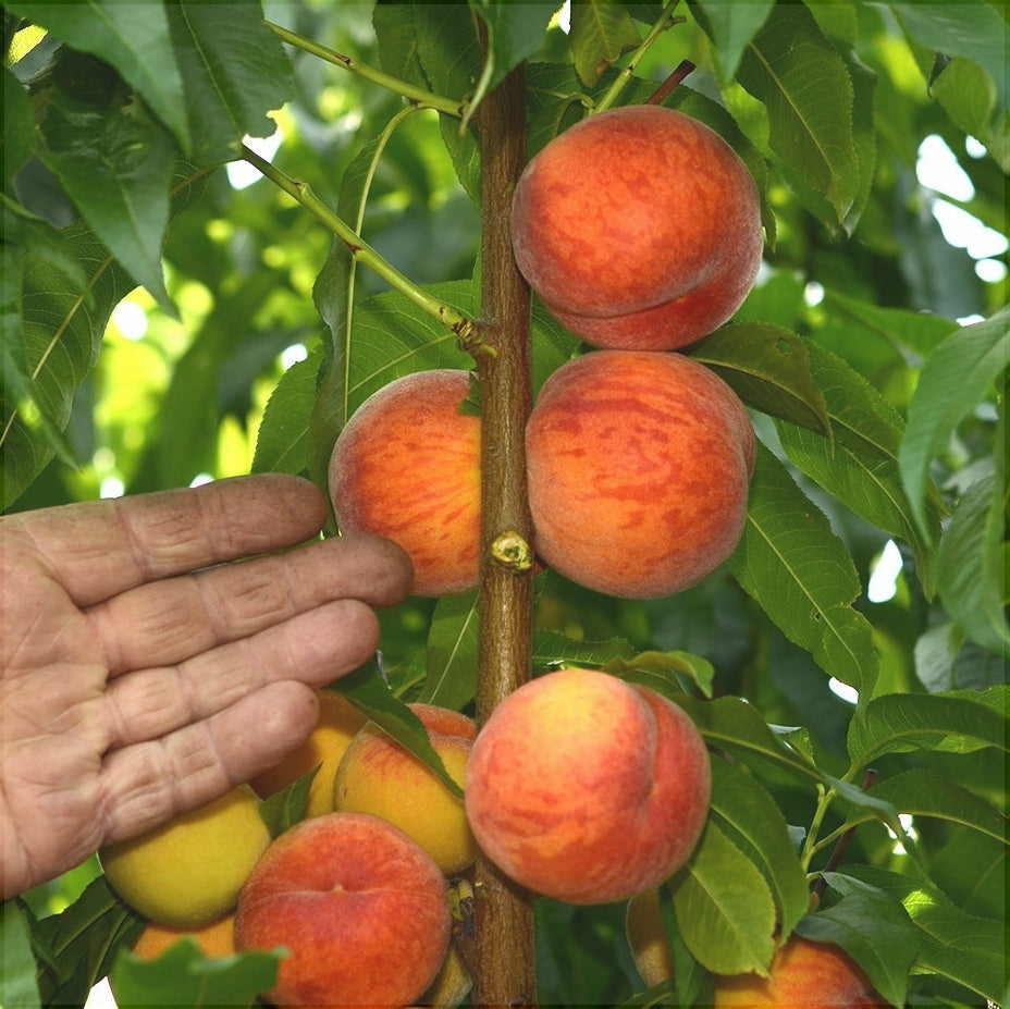 Pomi Fructiferi - Piersic Cardinal - Anul 3 - 1 buc - Regatul Plantelor