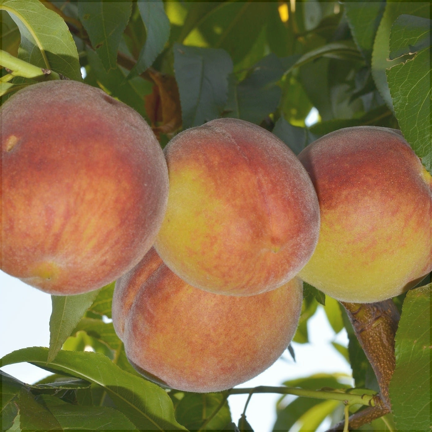 Pomi Fructiferi - Piersic Cardinal - Anul 3 - 1 buc - Regatul Plantelor