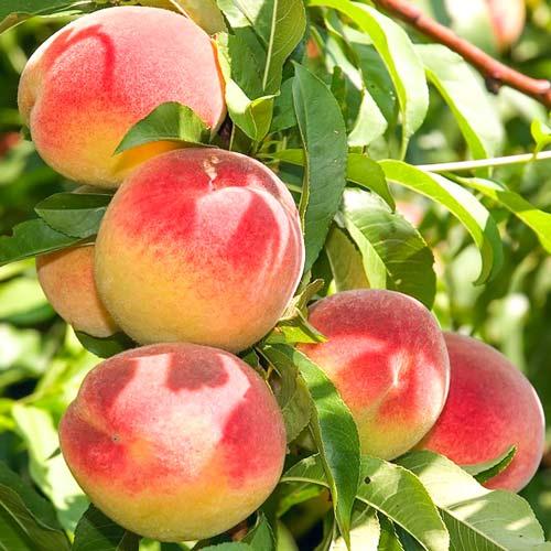 Pomi Fructiferi - Piersic Champion - Anul 3 - 1 buc - Regatul Plantelor