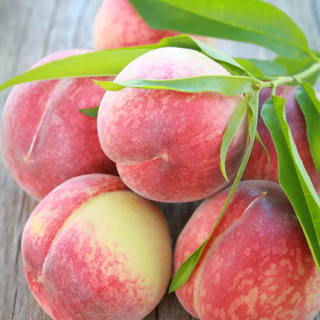 Pomi Fructiferi - Piersic Champion - Anul 3 - 1 buc - Regatul Plantelor