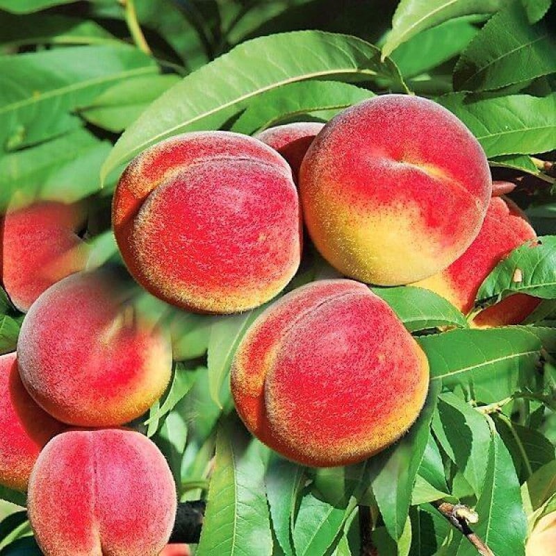 Pomi Fructiferi - Piersic Champion - Anul 3 - 1 buc - Regatul Plantelor