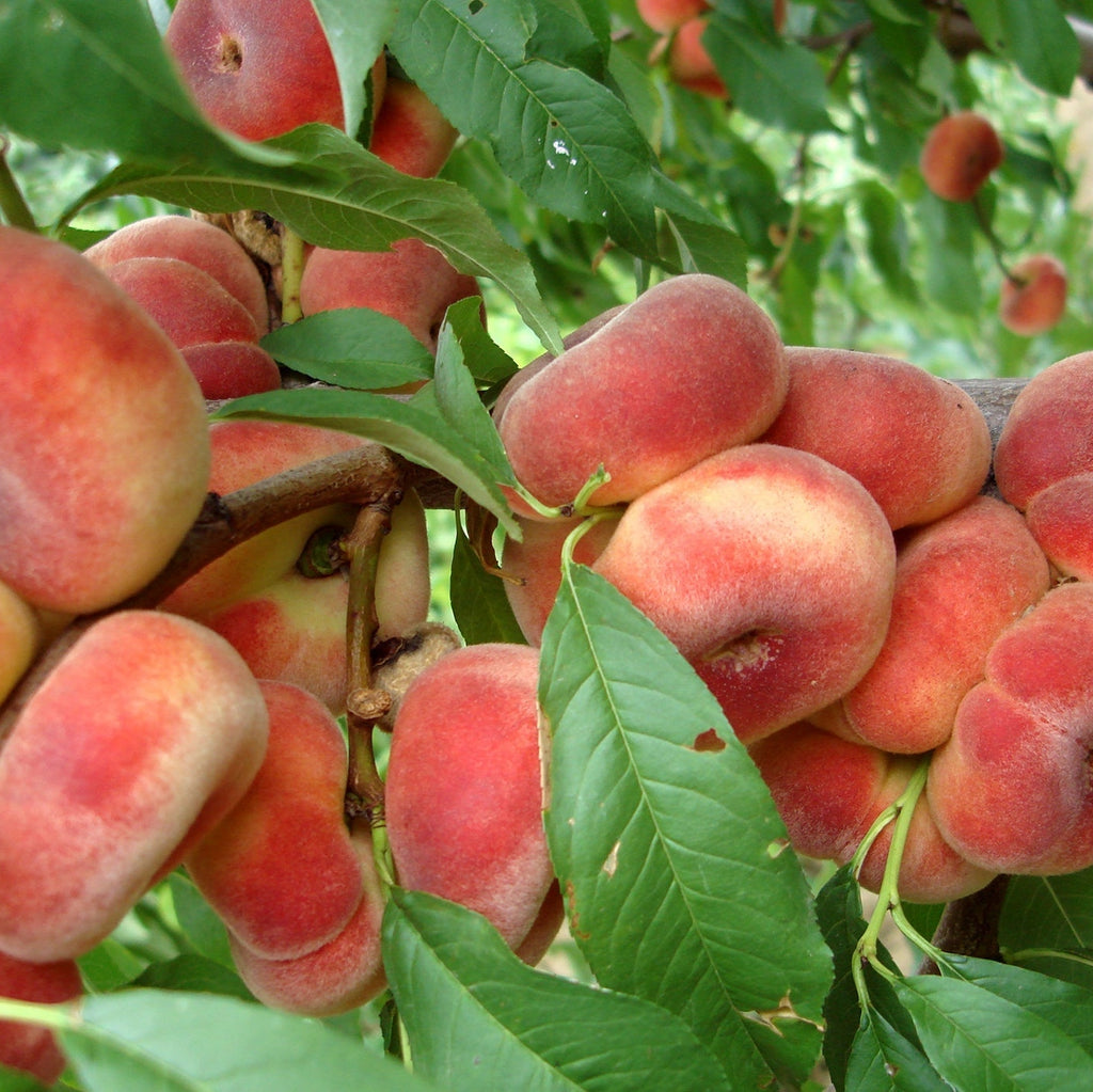 Pomi Fructiferi - Piersic Filip - Anul 3 - 1 buc - Regatul Plantelor