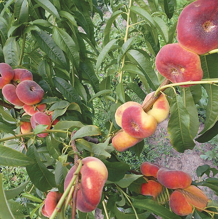 Pomi Fructiferi - Piersic Filip - Anul 3 - 1 buc - Regatul Plantelor