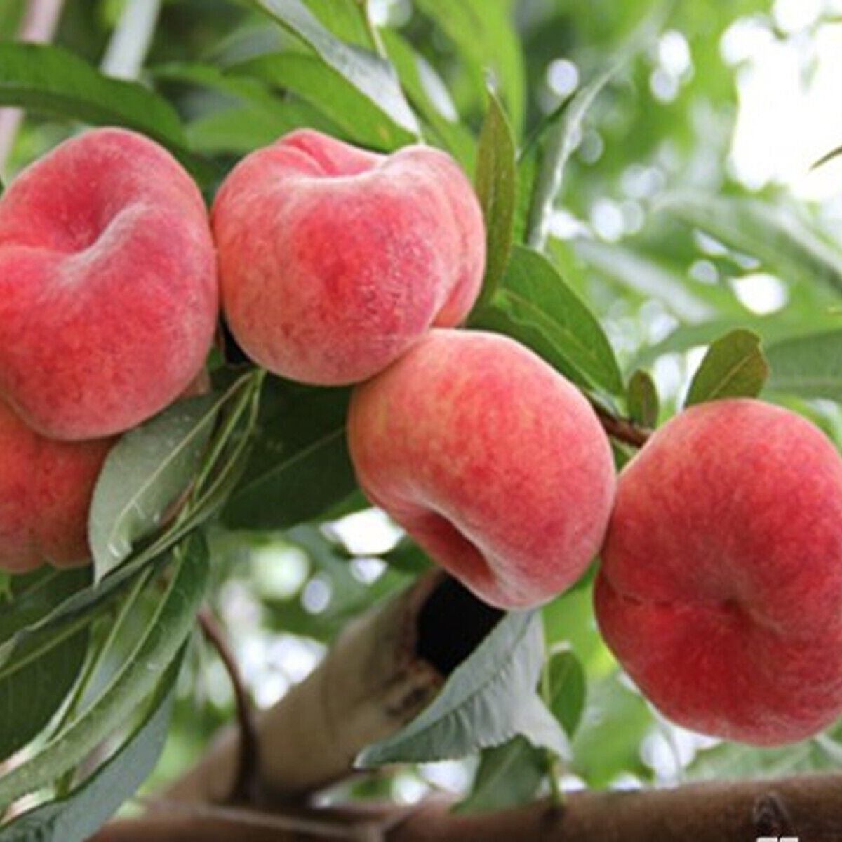 Pomi Fructiferi - Piersic Filip - Anul 3 - 1 buc - Regatul Plantelor