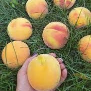 Pomi Fructiferi - Piersic Flacara - Anul 3 - 1 buc - Regatul Plantelor