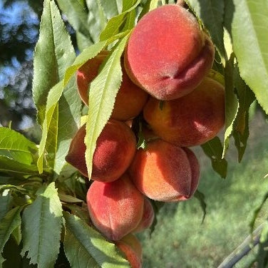 Pomi Fructiferi - Piersic Flacara - Anul 3 - 1 buc - Regatul Plantelor