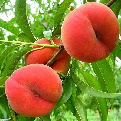 Pomi Fructiferi - Piersic Paraguay Plat - Anul 3 - 1 buc - Regatul Plantelor