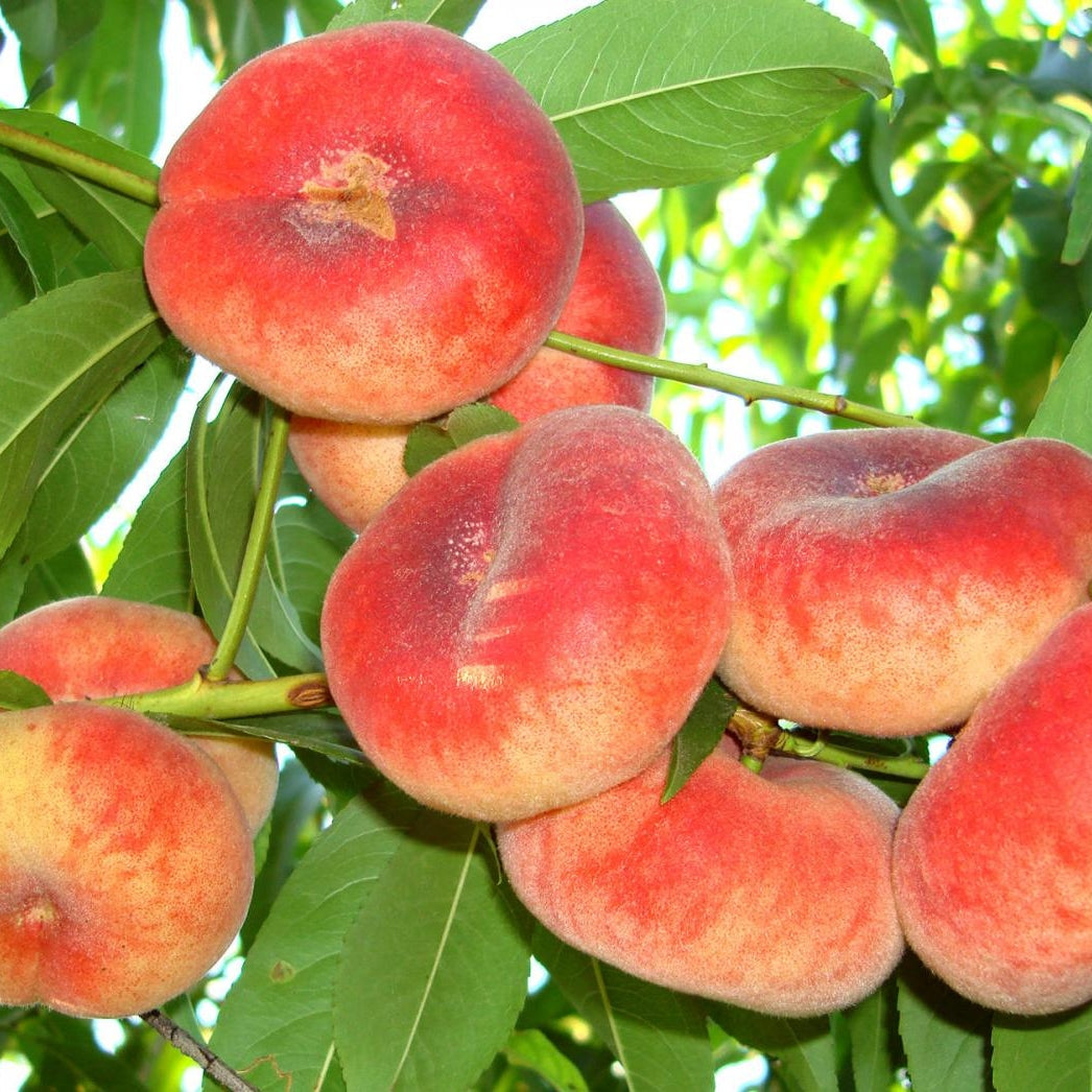 Pomi Fructiferi - Piersic Paraguay Plat - Anul 3 - 1 buc - Regatul Plantelor