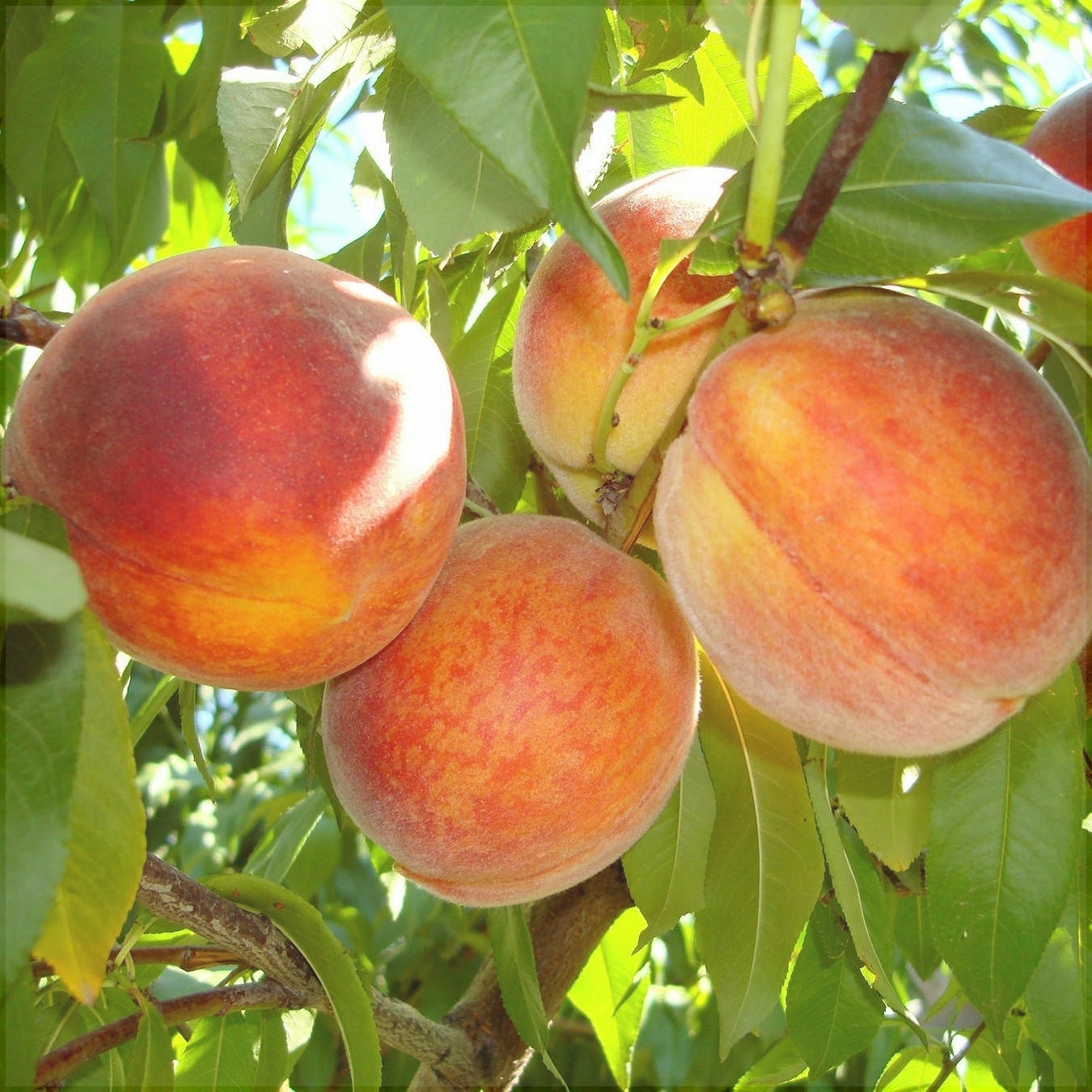 Pomi Fructiferi - Piersic Redhaven - Anul 3 - 1 buc - Regatul Plantelor