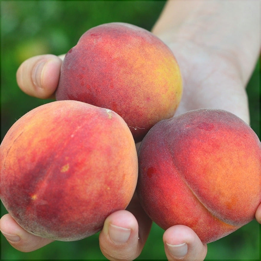 Pomi Fructiferi - Piersic Redhaven - Anul 3 - 1 buc - Regatul Plantelor