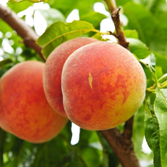 Pomi Fructiferi - Piersic Splendid - Anul 3 - 1 buc - Regatul Plantelor