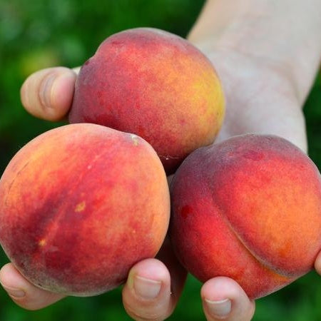 Pomi Fructiferi - Piersic Superba de Toamna - Anul 3 - 1 buc - Regatul Plantelor