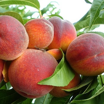 Pomi Fructiferi - Piersic Superba de Toamna - Anul 3 - 1 buc - Regatul Plantelor