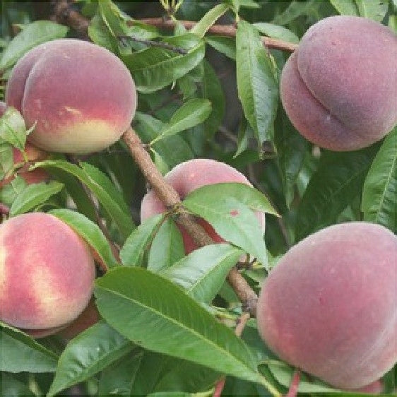 Pomi Fructiferi - Piersic Symfonia - Anul 3 - 1 buc - Regatul Plantelor