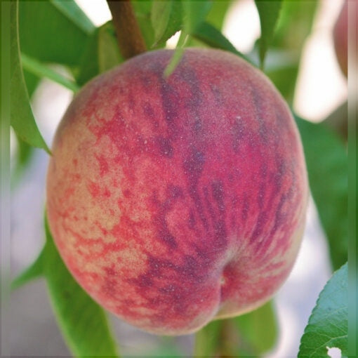 Pomi Fructiferi - Piersic Triumf - Anul 3 - 1 buc - Regatul Plantelor