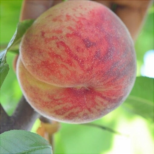 Pomi Fructiferi - Piersic Triumf - Anul 3 - 1 buc - Regatul Plantelor