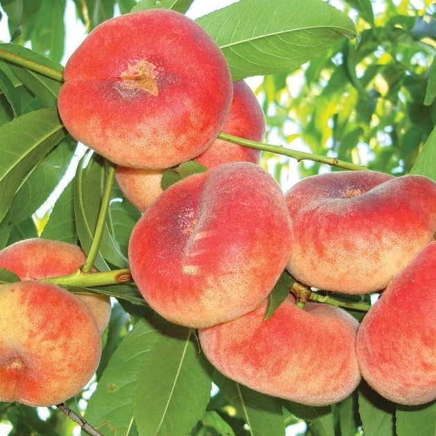 Pomi Fructiferi - Piersic Viorel - Anul 3 - 1 buc - Regatul Plantelor