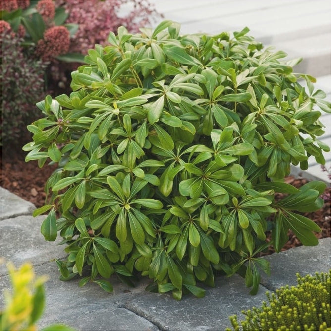 Pittosporum Tobira Nanum , ghiveci de 6 litri