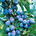 Prun Columnar Timpuriu plantat în ghiveci, pom fructifer cu creștere verticală și fructe aromate