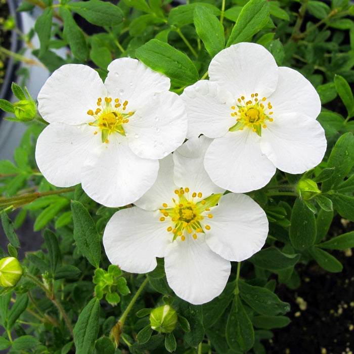 Potentilla Alba