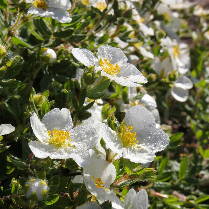 Potentilla Albă