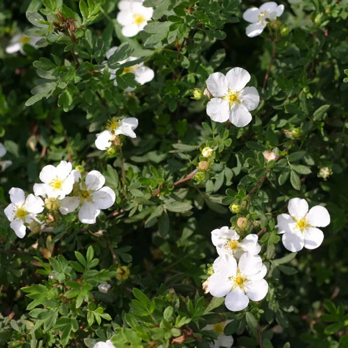 Potentilla Albă