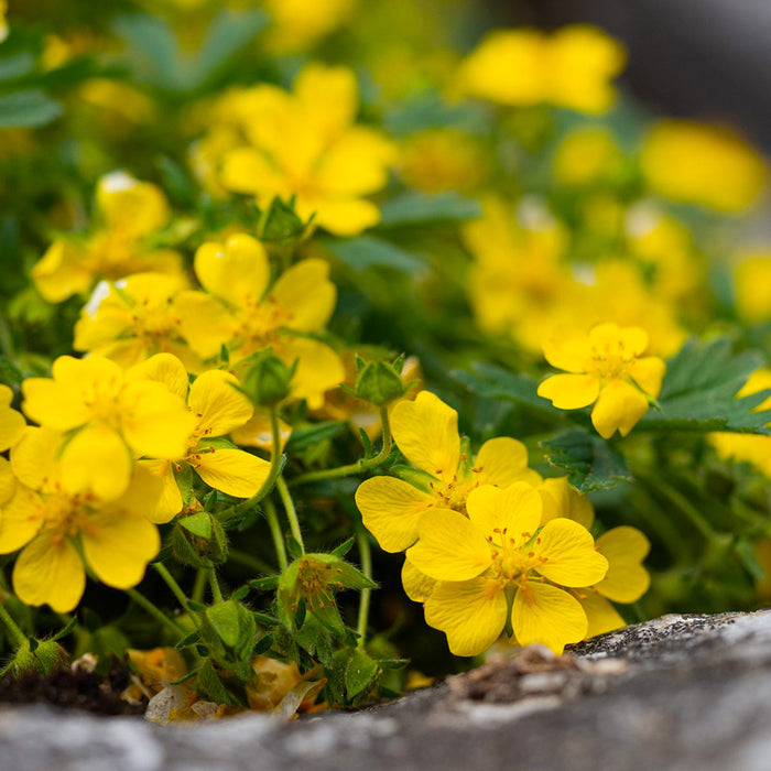 Potentilla Galbena