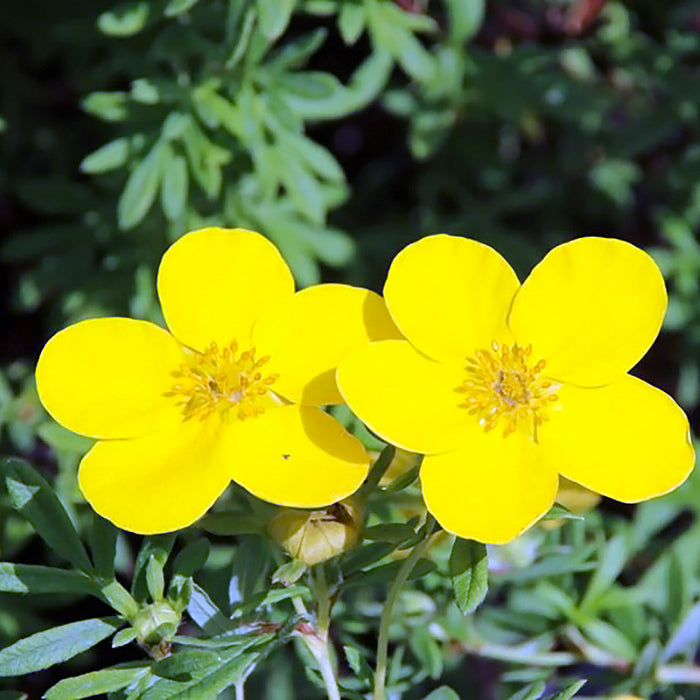 Potentilla Galbena