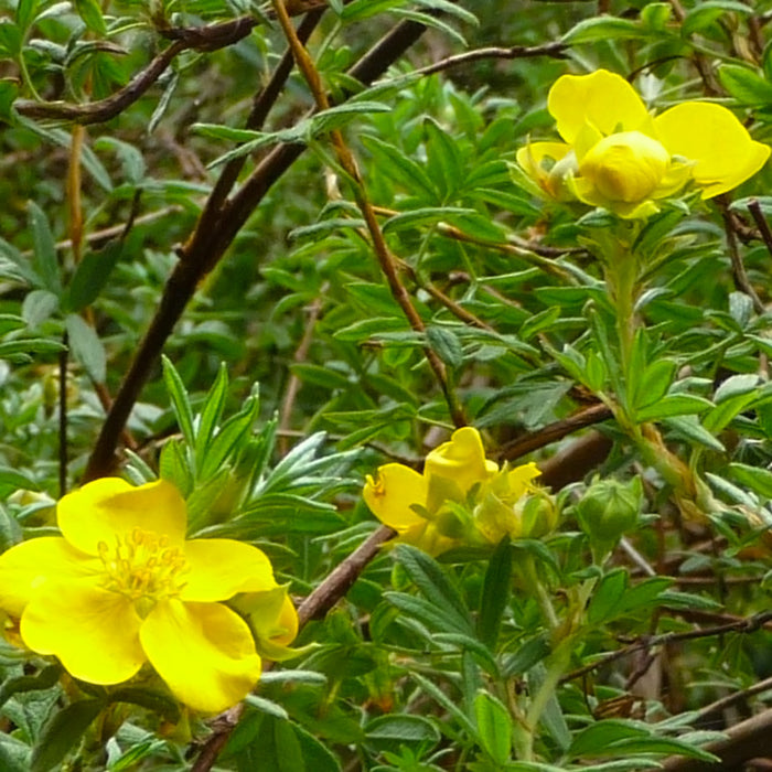 Potentilla Galbena